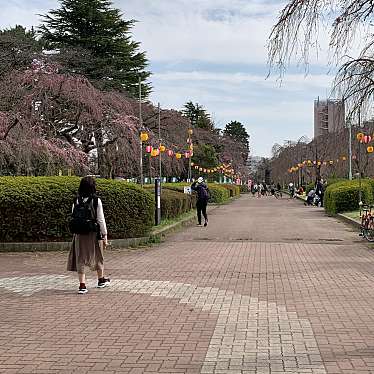 実際訪問したユーザーが直接撮影して投稿した榴岡広場桜の広場の写真