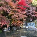 実際訪問したユーザーが直接撮影して投稿した千里万博公園庭園日本庭園の写真