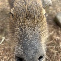 実際訪問したユーザーが直接撮影して投稿した上泉動物園袖ヶ浦ふれあいどうぶつ縁の写真