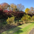 実際訪問したユーザーが直接撮影して投稿した多磨町公園武蔵野公園の写真