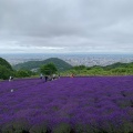 実際訪問したユーザーが直接撮影して投稿した盤渓植物園 / 樹木園幌見峠ラベンダー園の写真