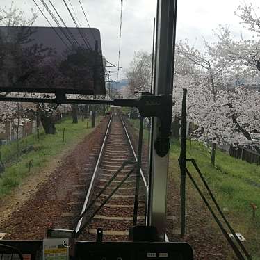 実際訪問したユーザーが直接撮影して投稿した宇多野法安寺町地域名所嵐電桜のトンネルの写真