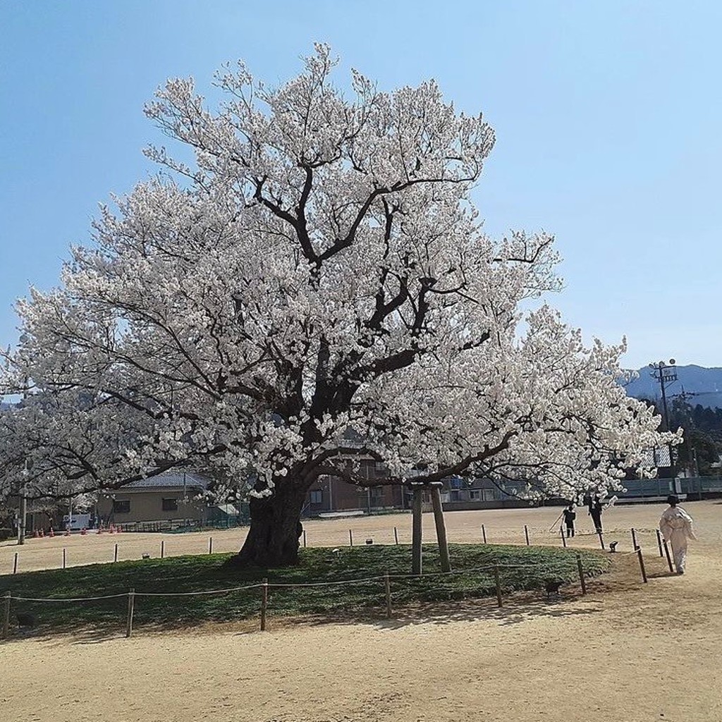 実際訪問したユーザーが直接撮影して投稿した池泉町桜の名所味真野の一本桜の写真