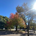 実際訪問したユーザーが直接撮影して投稿した反町公園反町公園の写真