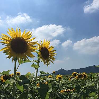 実際訪問したユーザーが直接撮影して投稿した帆山花のきれいなスポットひまわりの里 まんのうの写真