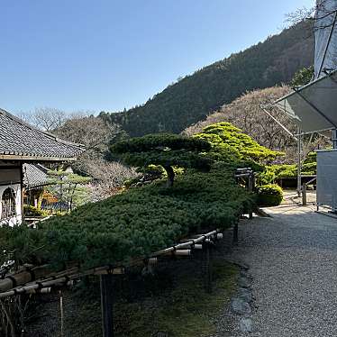 実際訪問したユーザーが直接撮影して投稿した名木善峰寺の遊竜松の写真