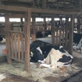 実際訪問したユーザーが直接撮影して投稿した小稲葉牧場株式会社柏木牧場の写真