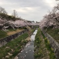 実際訪問したユーザーが直接撮影して投稿した田辺通散策路山崎川四季の道の写真