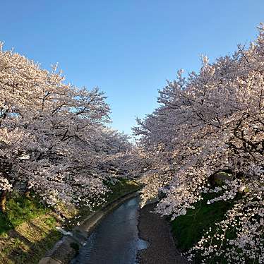 実際訪問したユーザーが直接撮影して投稿した上太田町桜の名所吉野瀬川桜並木の写真