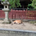 実際訪問したユーザーが直接撮影して投稿した宮島町島厳島の写真