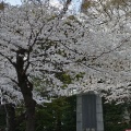 実際訪問したユーザーが直接撮影して投稿した九段北桜の名所靖國の桜の写真