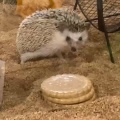 実際訪問したユーザーが直接撮影して投稿した神宮前テーマカフェHedgehog Cafe HARRY 原宿駅前店の写真