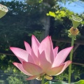 実際訪問したユーザーが直接撮影して投稿した東坂本植物園 / 樹木園和歌山県植物公園 緑花センターの写真