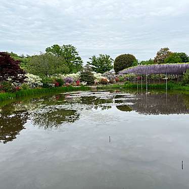 かつかつ2400さんが投稿した迫間町植物園 / 樹木園のお店あしかがフラワーパーク/アシカガフラワーパークの写真