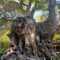 実際訪問したユーザーが直接撮影して投稿した西山町神社來宮神社の写真