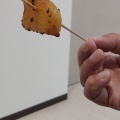 実際訪問したユーザーが直接撮影して投稿した新琴似一条焼き芋 / 芋スイーツ札幌おいもさんの写真