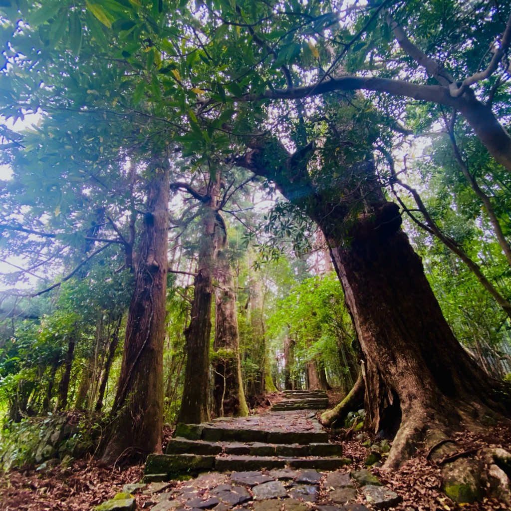 実際訪問したユーザーが直接撮影して投稿した且来世界遺産熊野古道の写真