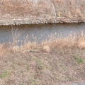 実際訪問したユーザーが直接撮影して投稿した今田公園境川遊水地公園の写真