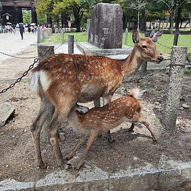 奈良公園のundefinedに実際訪問訪問したユーザーunknownさんが新しく投稿した新着口コミの写真