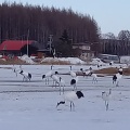 実際訪問したユーザーが直接撮影して投稿した下雪裡生息地 / 群生地・飛来地鶴見台の写真