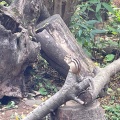 実際訪問したユーザーが直接撮影して投稿した見沼動物園りすの家の写真