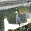 実際訪問したユーザーが直接撮影して投稿した中島町公園平和記念公園の写真