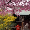実際訪問したユーザーが直接撮影して投稿した蔵前神社蔵前神社の写真