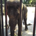 実際訪問したユーザーが直接撮影して投稿した山小川動物園アニマルワンダーリゾウト 市原ぞうの国の写真