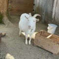 実際訪問したユーザーが直接撮影して投稿した動物園悠久山小動物園の写真