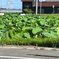 実際訪問したユーザーが直接撮影して投稿した森川町自然名所森川花はす田の写真