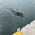 実際訪問したユーザーが直接撮影して投稿した津田町鶴羽水族館 / アクアリウム日本ドルフィンセンターの写真