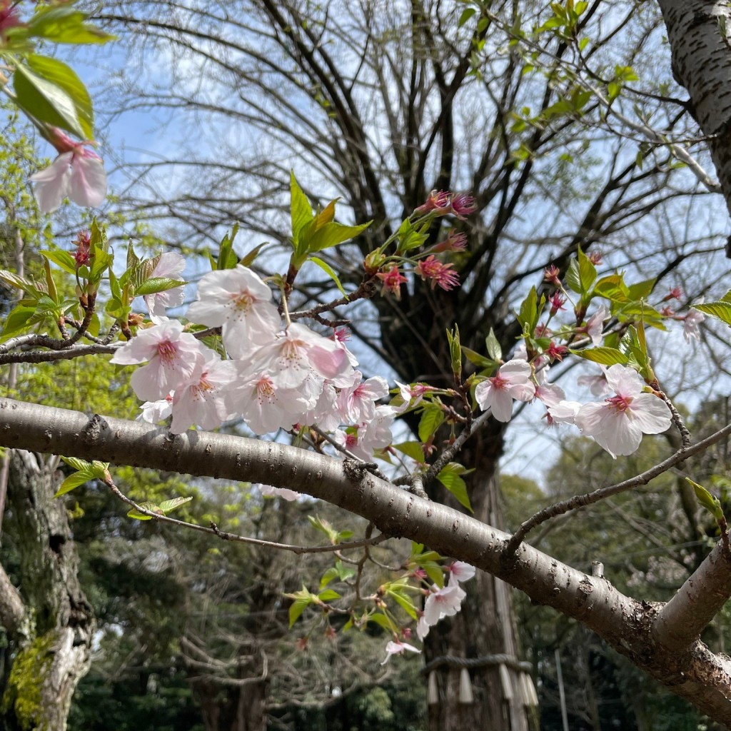 ゆるりゆらりさんが投稿した赤坂神社のお店赤坂 氷川神社/アカサカ ヒカワジンジャの写真