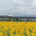 実際訪問したユーザーが直接撮影して投稿した東前町生息地 / 群生地・飛来地大垣ひまわり畑の写真