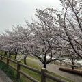 実際訪問したユーザーが直接撮影して投稿した太秦桜が丘地域名所打上川治水緑地の写真