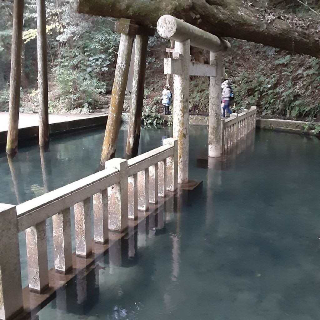 しのちゃんDB9さんが投稿した宮中神社のお店鹿島神宮 奥参道/カシマジングウ オクサンドウの写真