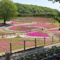 実際訪問したユーザーが直接撮影して投稿した箕郷町松之沢公園みさと芝桜公園の写真