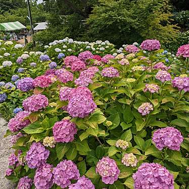 実際訪問したユーザーが直接撮影して投稿した上頓野花のきれいなスポットもととりあじさい園の写真