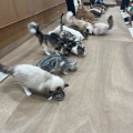 実際訪問したユーザーが直接撮影して投稿した白鳥町カフェCat Cafe MOFF イオンモール豊川店の写真