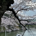 実際訪問したユーザーが直接撮影して投稿した麹町公園千鳥ヶ淵公園の写真