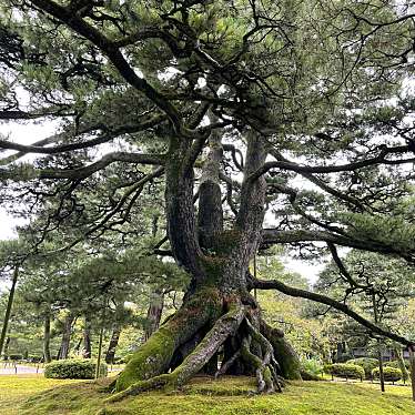 兼六園のundefinedに実際訪問訪問したユーザーunknownさんが新しく投稿した新着口コミの写真