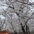 実際訪問したユーザーが直接撮影して投稿した中島散策路宮川堤の写真