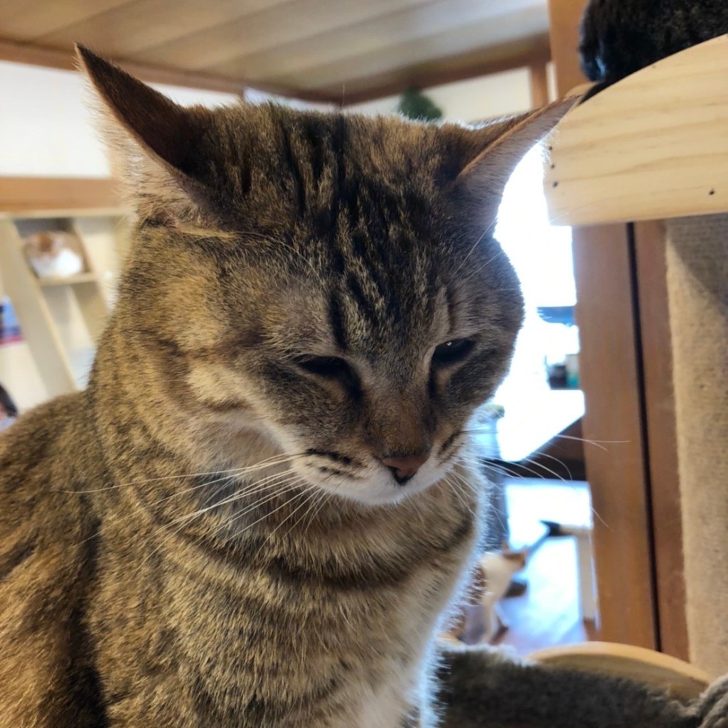 実際訪問したユーザーが直接撮影して投稿した島村テーマカフェ猫かふぇ ねこぱんちの写真