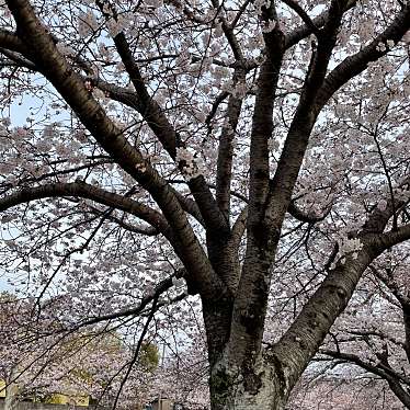 実際訪問したユーザーが直接撮影して投稿した志井花のきれいなスポット志井川沿いの桜並木の写真