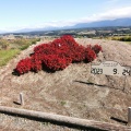 実際訪問したユーザーが直接撮影して投稿した西5線北植物園 / 樹木園フラワーランドかみふらのの写真