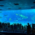 実際訪問したユーザーが直接撮影して投稿した石川水族館 / アクアリウム沖縄美ら海水族館の写真