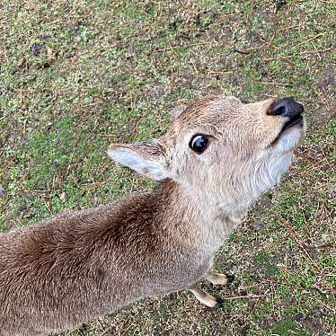 奈良公園のundefinedに実際訪問訪問したユーザーunknownさんが新しく投稿した新着口コミの写真