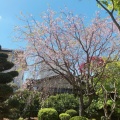 実際訪問したユーザーが直接撮影して投稿した江戸屋敷そばそば処江戸屋敷 青苔庵の写真