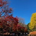 実際訪問したユーザーが直接撮影して投稿した千代田通り皇居乾通りの写真