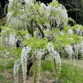 実際訪問したユーザーが直接撮影して投稿した舘山寺町植物園 / 樹木園はままつフラワーパークの写真