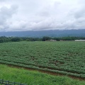 実際訪問したユーザーが直接撮影して投稿した明野町浅尾花のきれいなスポット明野のひまわり畑の写真